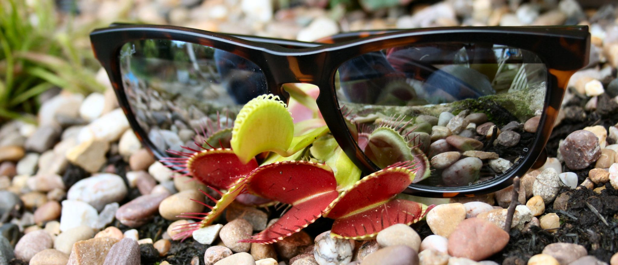 SunGod Classics Review - Custom CLASSICS3