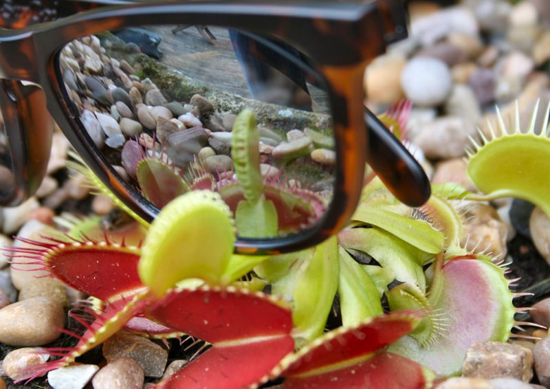 SunGod Classics Review - Custom CLASSICS3