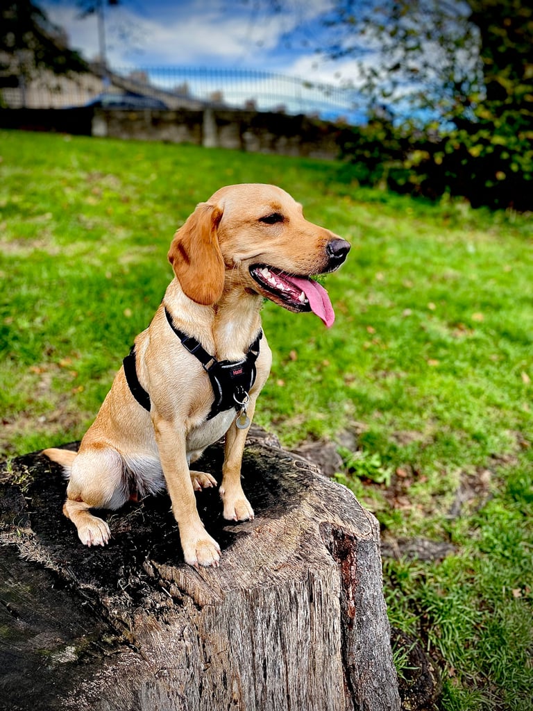 Help ! Dog + Running Tech Question For Readers