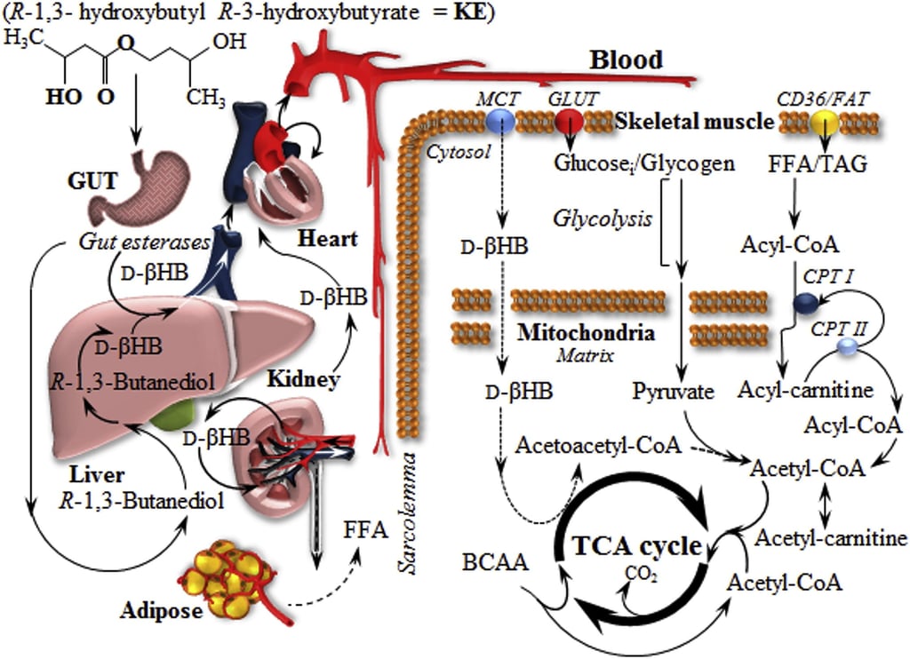 bhb ketone ester diol beta hydroxybutyrate
