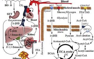 bhb ketone ester diol beta hydroxybutyrate