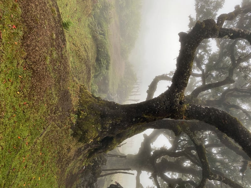 Madeira Road Bike Trip + 48a Volta A Madeira