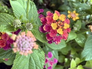 Madeira Road Bike Trip + 48a Volta A Madeira