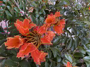 Madeira Road Bike Trip + 48a Volta A Madeira