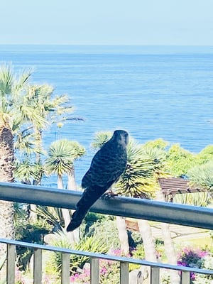 Madeira Road Bike Trip + 48a Volta A Madeira