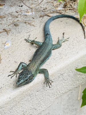 Madeira Road Bike Trip + 48a Volta A Madeira
