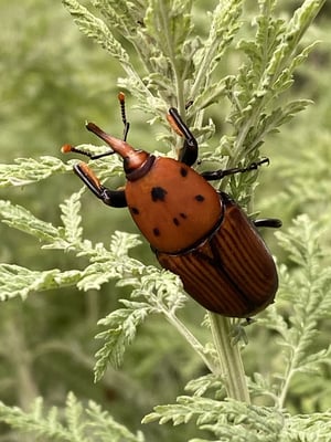Madeira Road Bike Trip + 48a Volta A Madeira