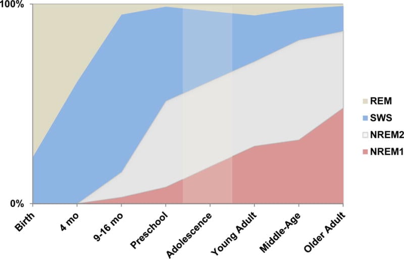 Scientific table showing nap architecture and sleep stages across different age groups, from infancy to older adulthood