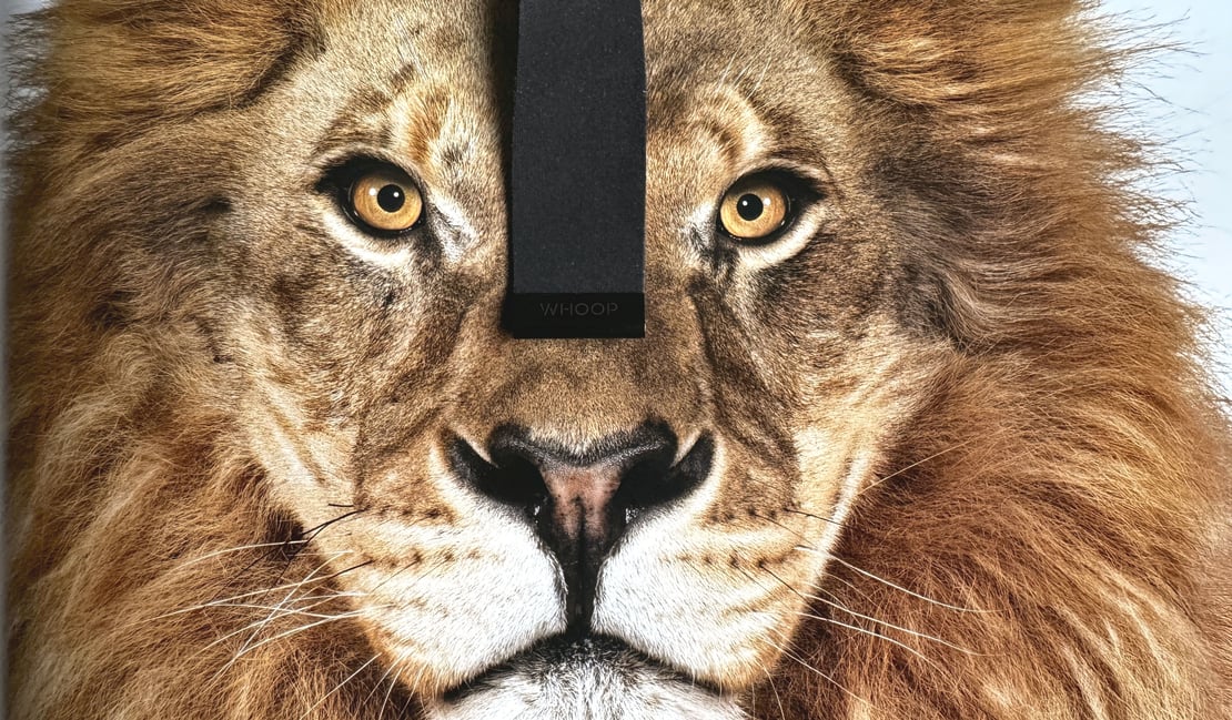 New WHOOP Strength Trainer Update: Passive MSK Explained