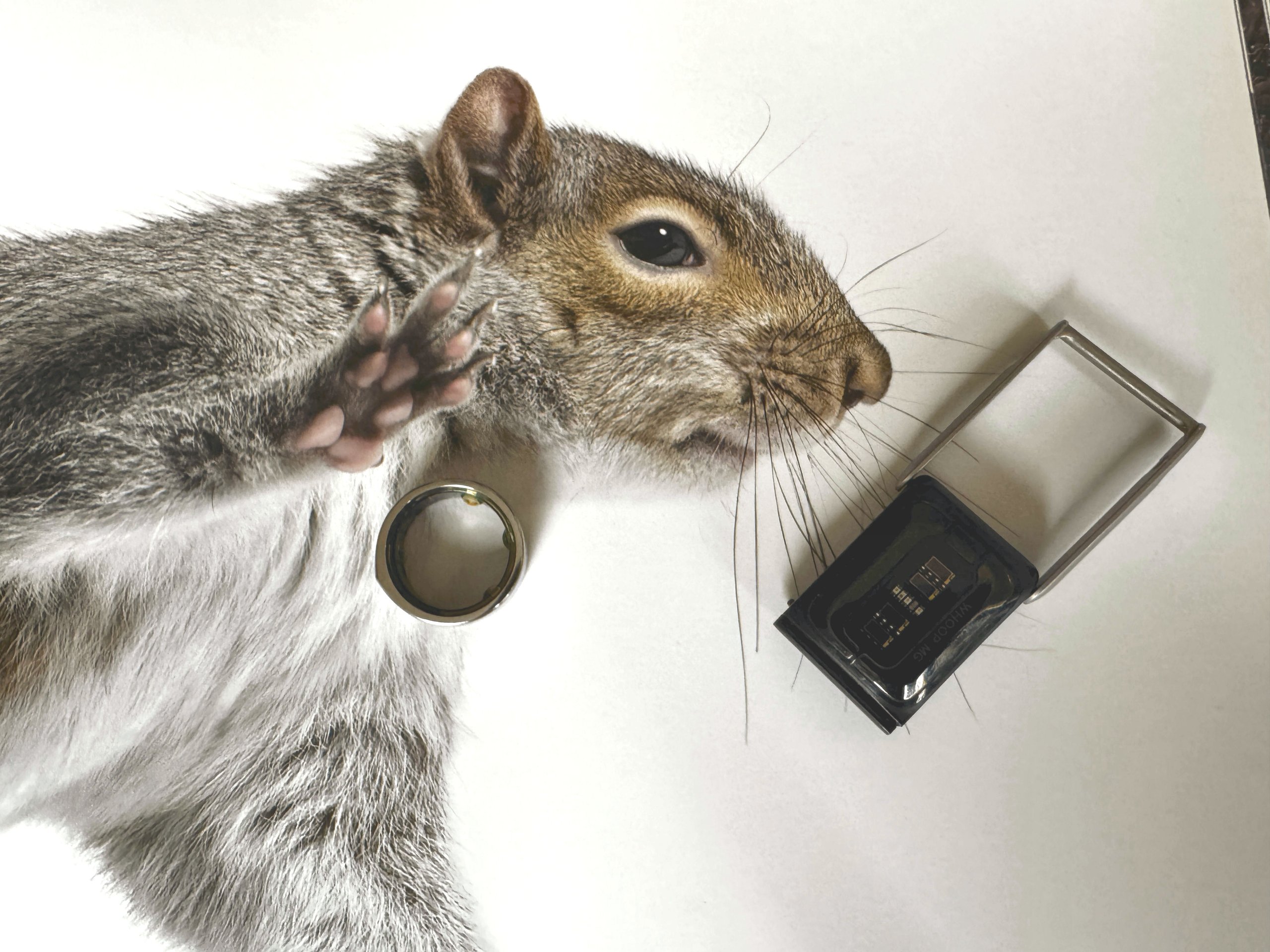image depicting am opened whoop sensor and an animal seemingly rejecting a smart ring with its paw. humorous, visually engaging and appropriate for the content