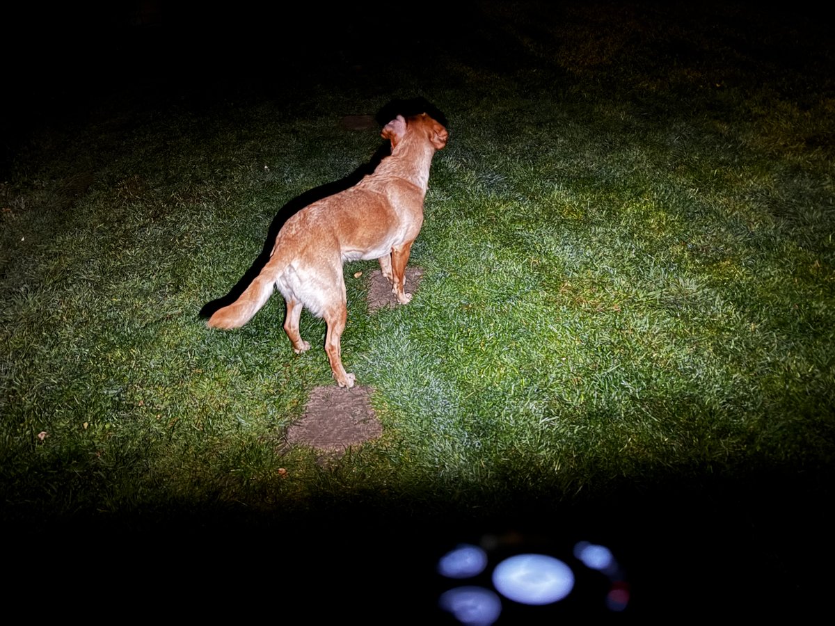 Polar Street X flashlight illuminating a dog at 3 metres in darkness