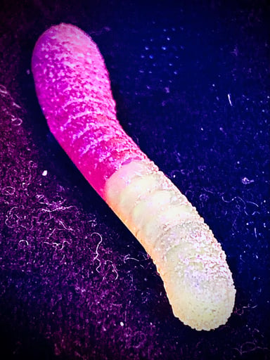 Preview pic of Empire Glassworks Gummy Worm Glass attachment for puffco peak and peak pro