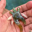 Small image 4