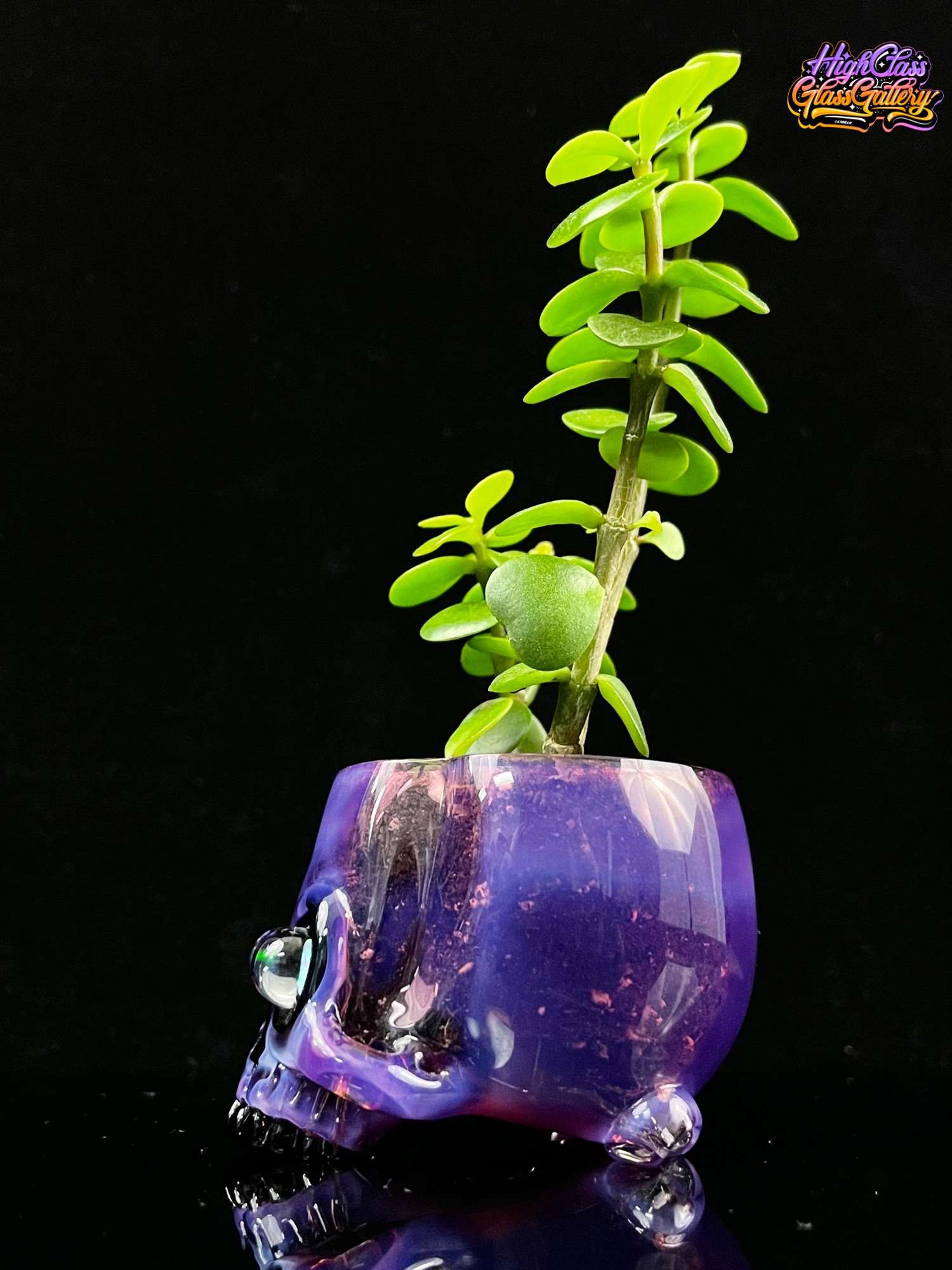Pipemaker (Akm) bonsai image 0