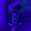 Small image 8