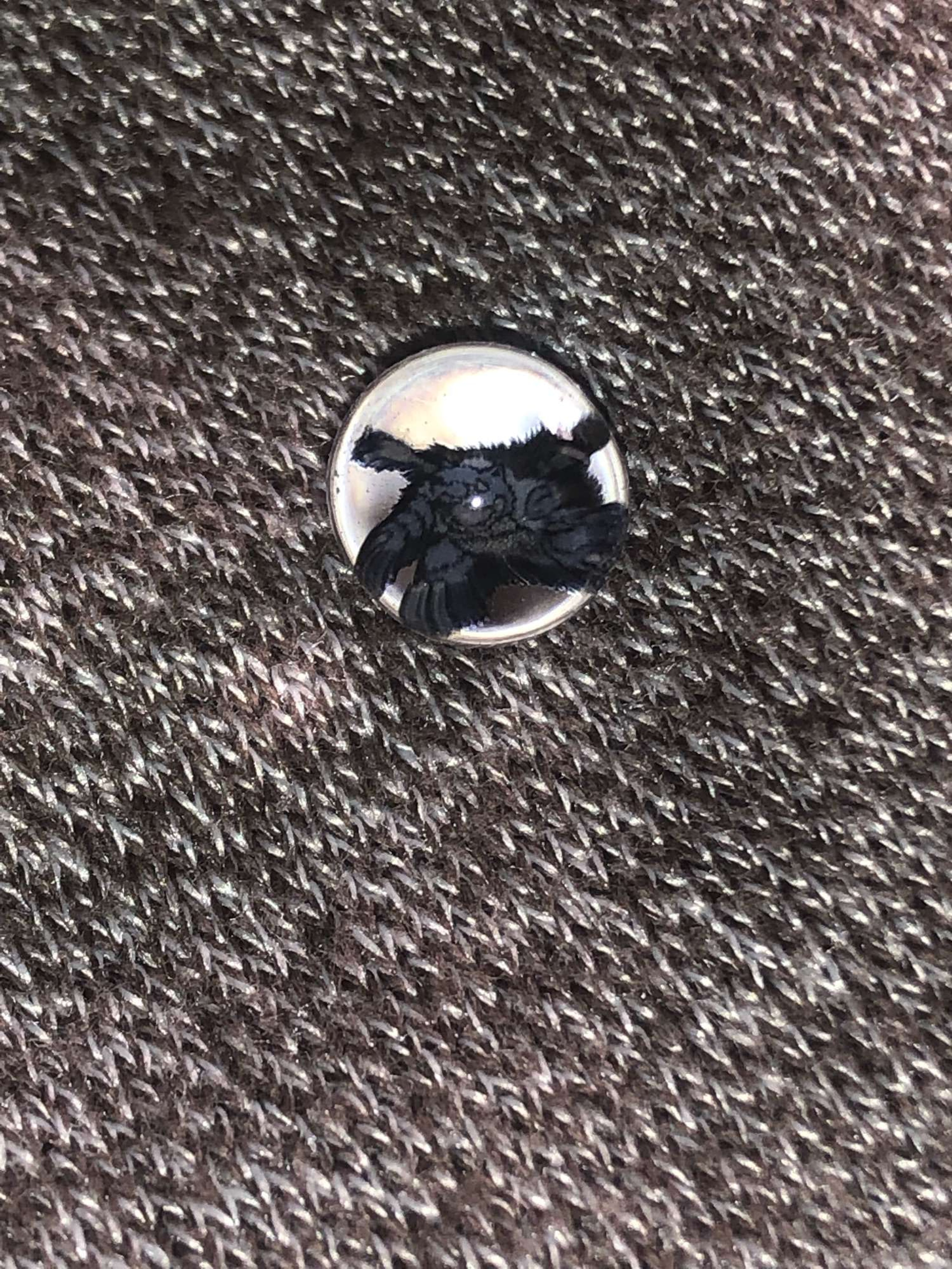 Preview pic of blastoise milie pearls