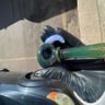 Small image 0