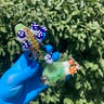 Small image 0
