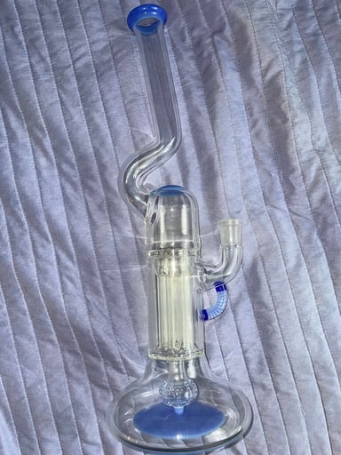 Preview pic of Baby blue cheese FA hollowfoot for sale