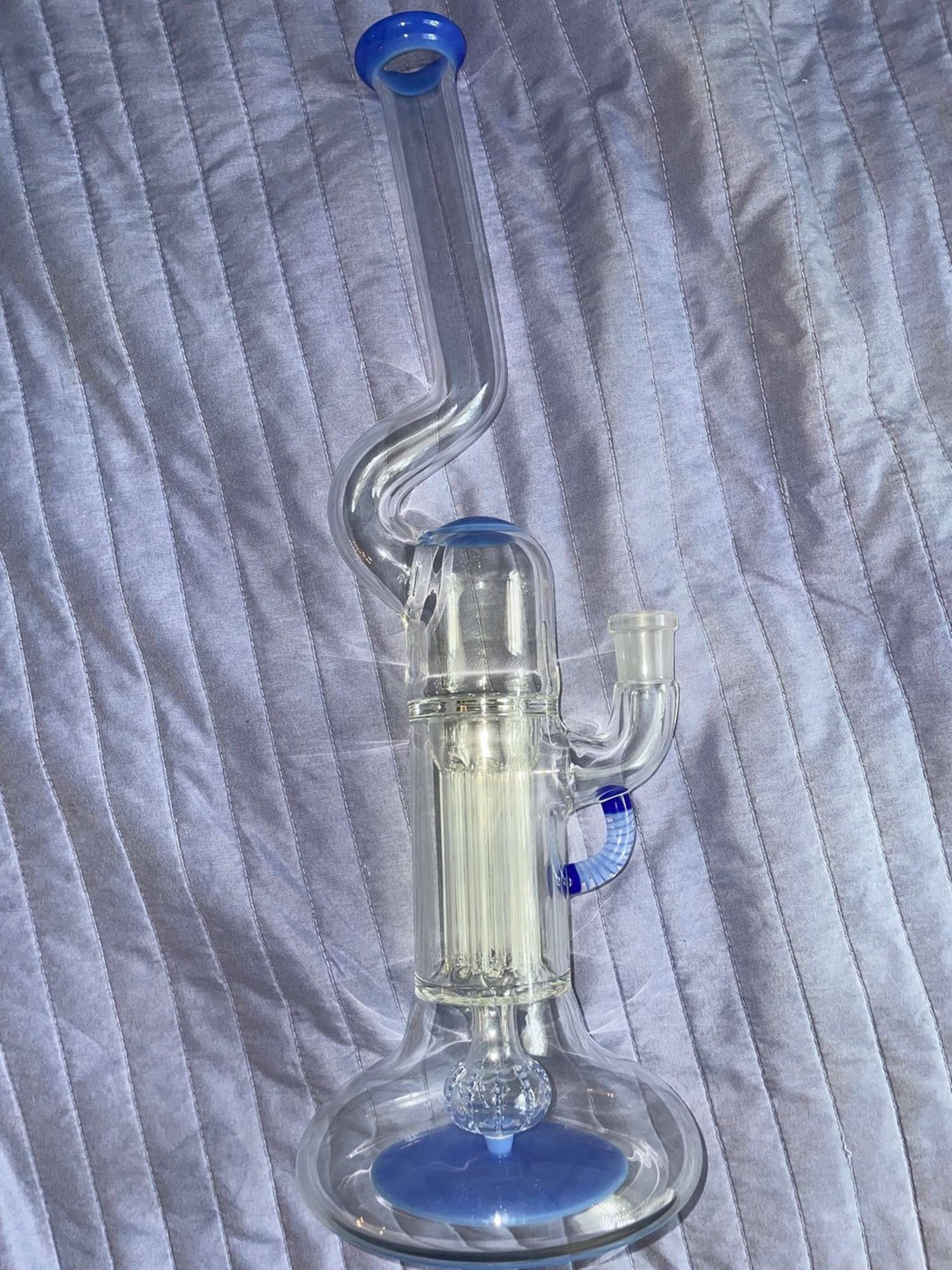 Baby blue cheese FA hollowfoot for sale image 0