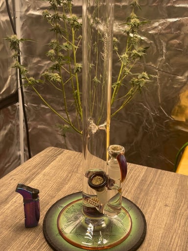 Preview pic of Sovereignty Amber Purple Gline 50x5