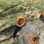 Small image 6