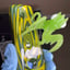 Small image 4