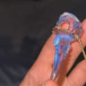 Small image 2