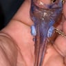 Small image 4