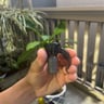 Small image 0