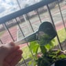 Small image 4