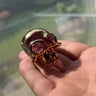 Small image 0