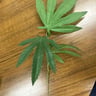 Small image 3