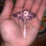 Small image 4