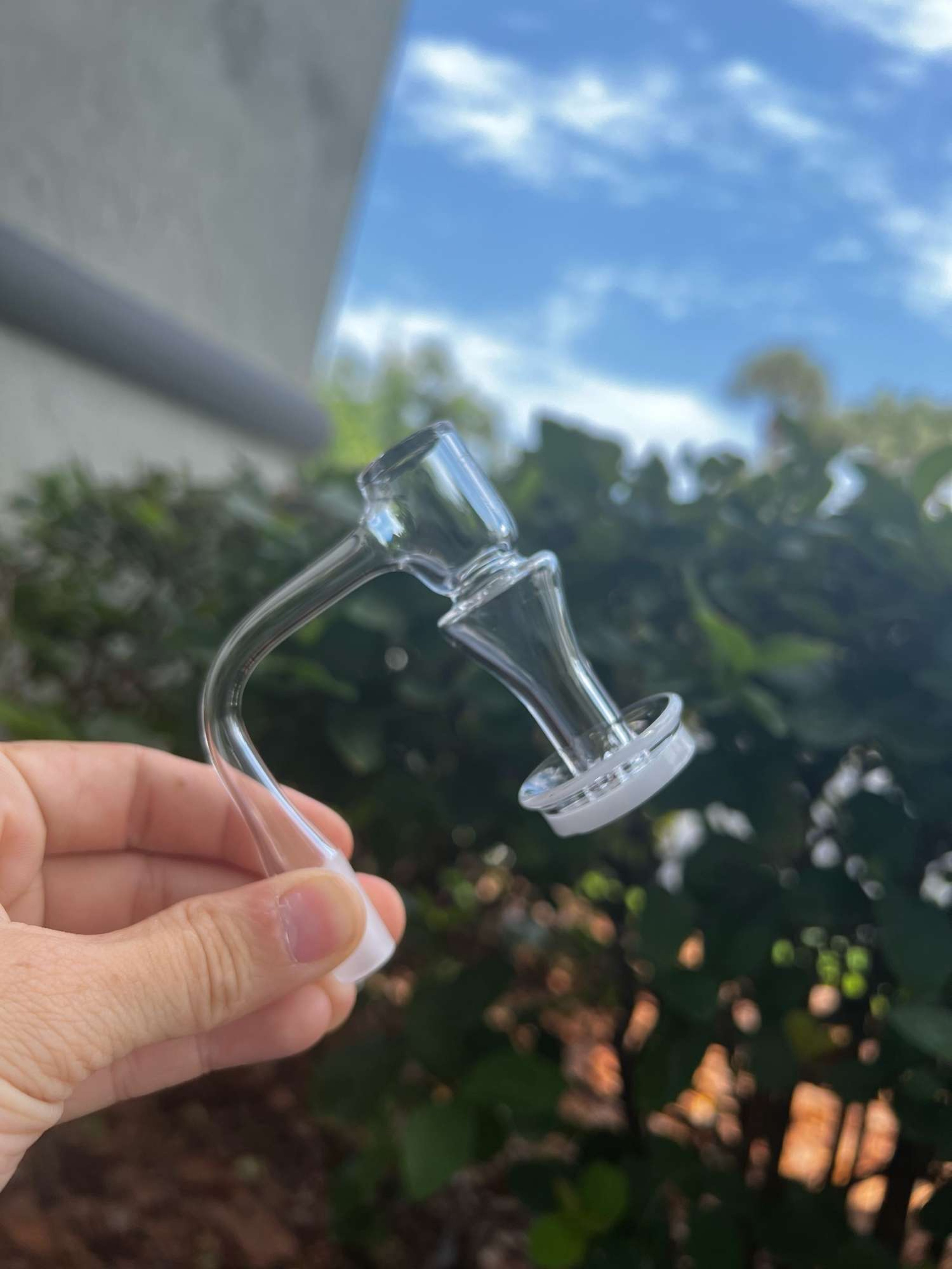 opaque pharoh  image 0