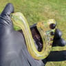 Small image 3
