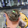 Small image 2