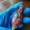 Small image 0