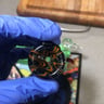 Small image 0