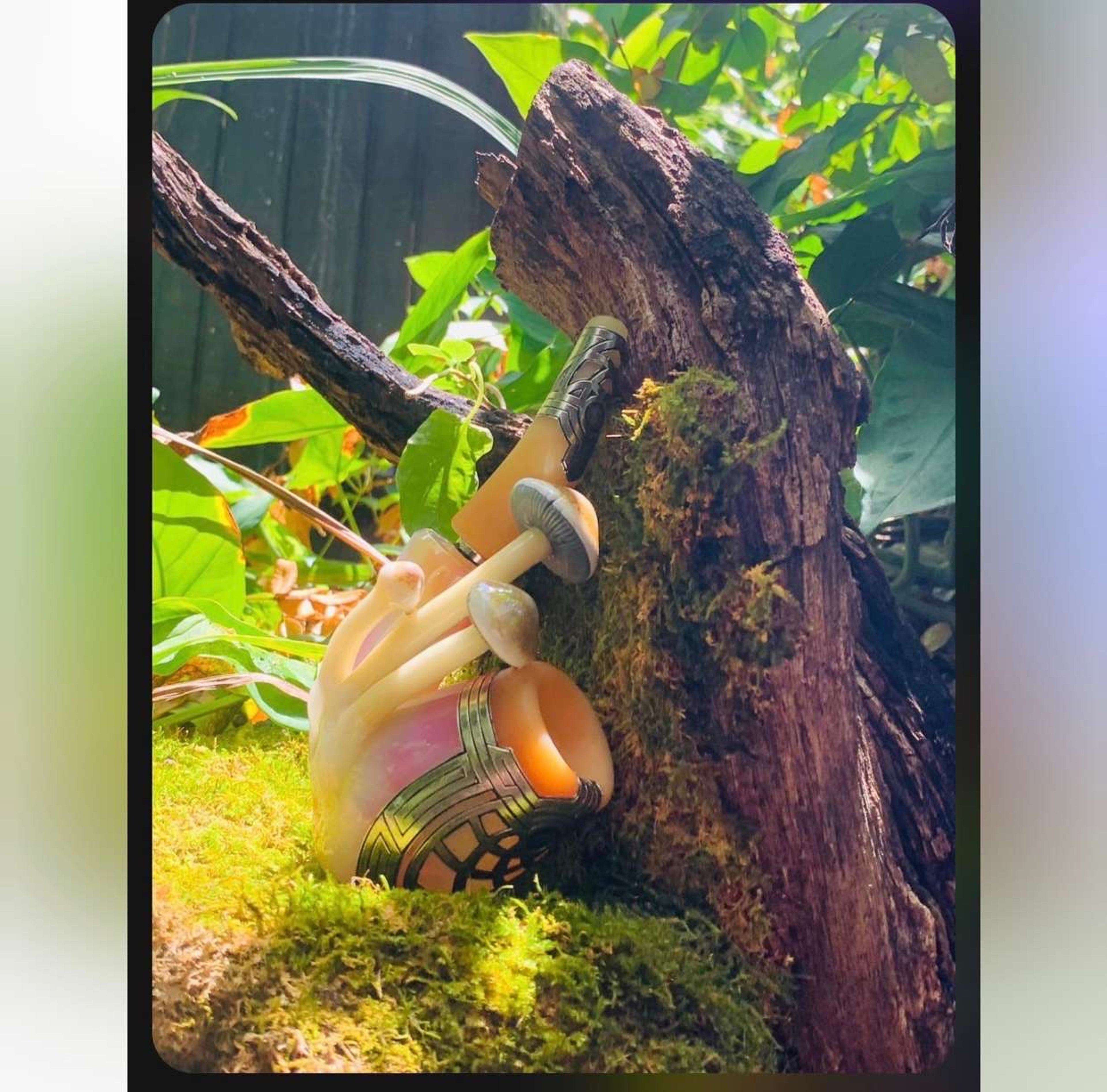 Ryan Fitt Mushroom sherlock image 0
