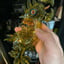 Small image 8