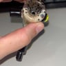 Small image 5