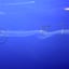 Small image 7