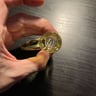 Small image 4