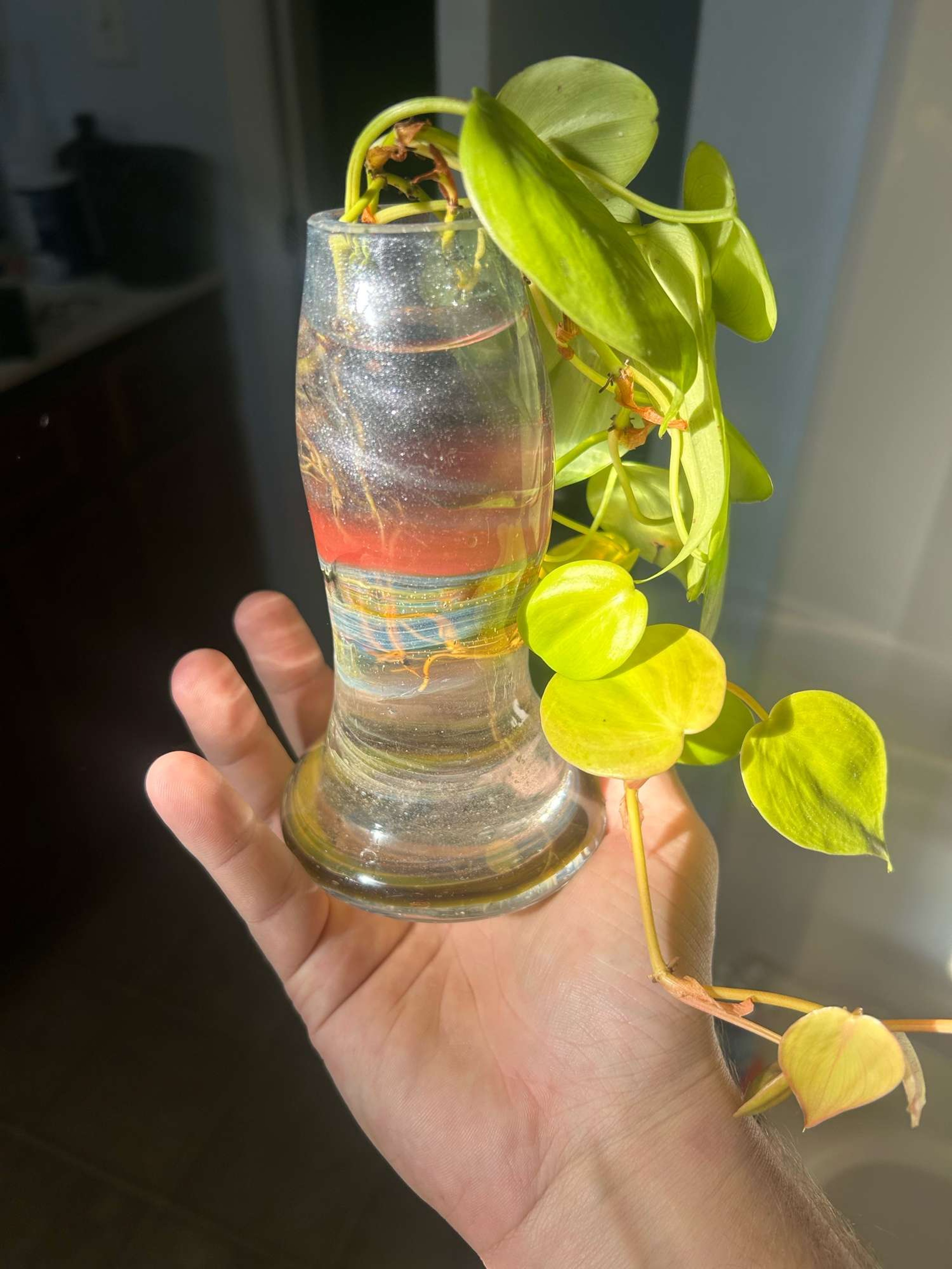 Preview pic of ~10oz propagation jar