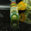 Small image 6