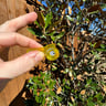 Small image 3