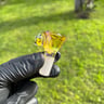 Small image 2
