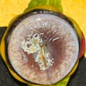 Small image 4
