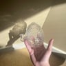 Small image 0